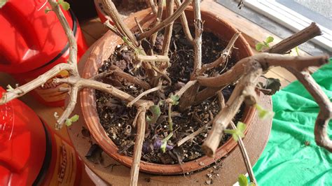 This is a shot of my strep tocarpus. This is the name an old gardener