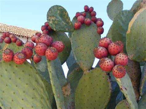 Prickly Pears — Drylands Farming Company
