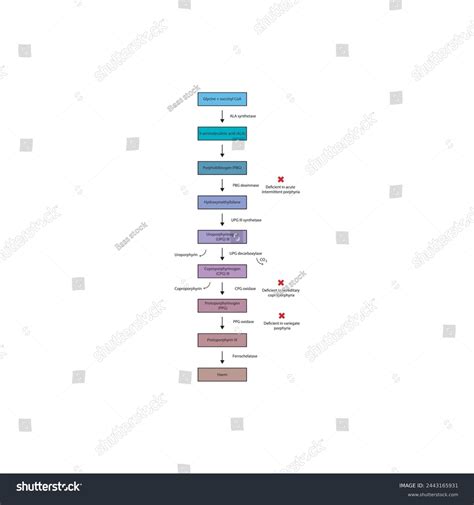Diagram Porphyrin Metabolism Showing Enzyme Deficiencies Stock Vector