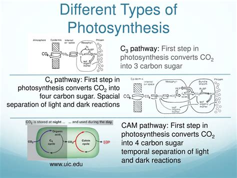 PPT Isotope Fractionation In Plants And Local Plant Isoscapes At