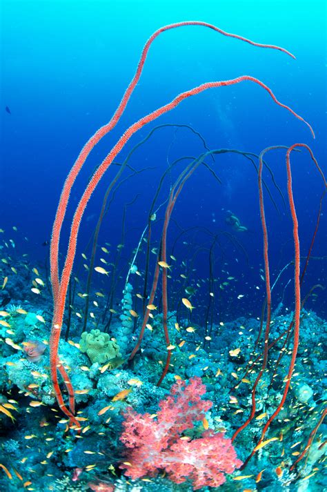 coral explained hakai magazine