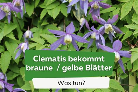 Clematis bekommt braune oder gelbe Blätter was tun