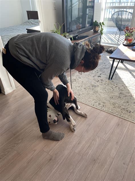 Does anyone else’s Pitty do this when they greet people? : r/pitbulls