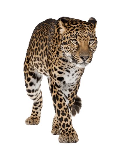 Leopards Png Image Png Mart