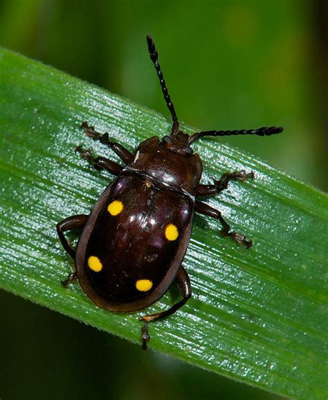 Yellow Spotted Beetle Sumatra Sean Crane Photography