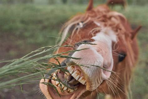 Dur E De Vie D Un Cheval Equinoo Liti Res Pour Chevaux