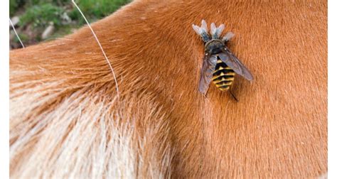 Comment Choisir Un Anti Mouche Pour Son Cheval