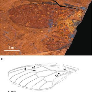 Wing length of fossil (red) and extant (black) Australian cicadas. Wing ...