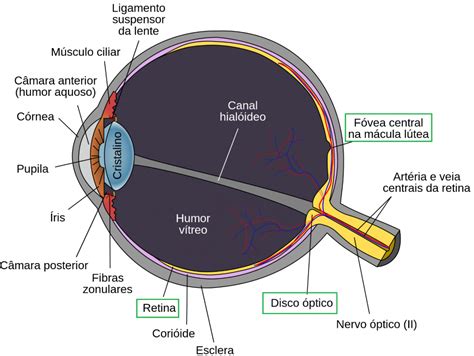 Anatomia Macrosc Pica Do Olho Blog Jaleko