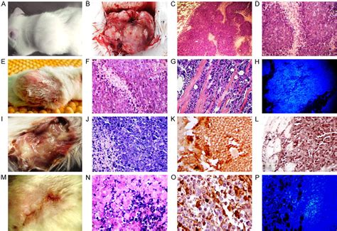 Ehrlich Subcutaneous Tumor Model Before And After The Treatment With