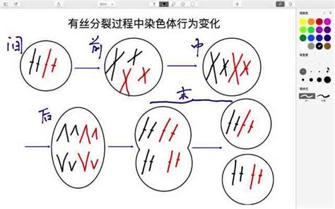 有丝分裂过程中染色体行为变化高清1080p在线观看平台腾讯视频