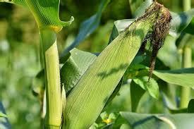 Green Maize - Farmers Market Kenya