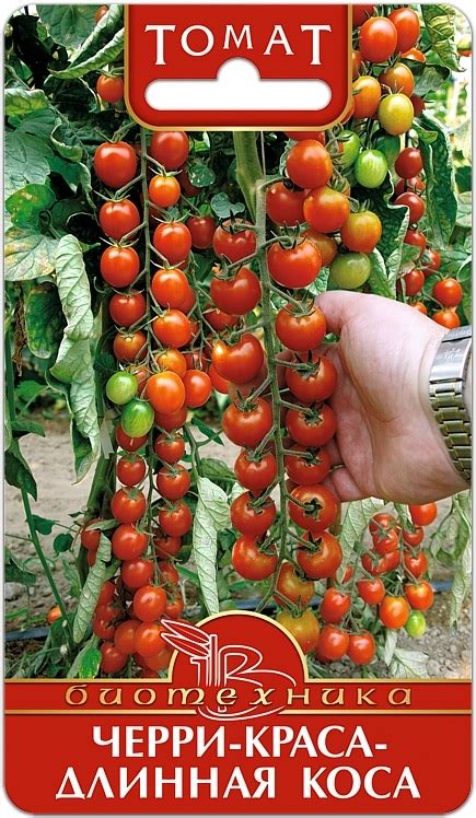 Томат Черри-Краса - Длинная Коса. Описание сорта, фото.