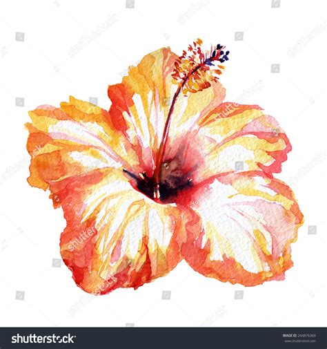 Gorgeous Hibiscus Flower Orange Red Watercolor Stock Illustration