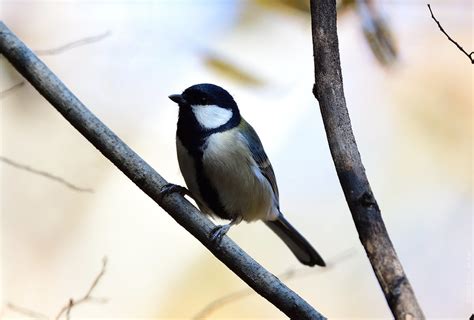 Great Tit Male D Pf Jinsoo Choi Flickr