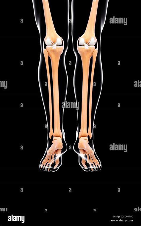 Human leg bones, artwork Stock Photo - Alamy