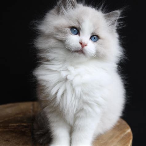 Sweet Pearl! Babies coming within... - Blue Pearl Ragdolls | Facebook