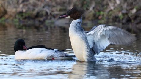 Poetsende Grote Zaagbekken Zelf Geschoten Vroege Vogels Bnnvara