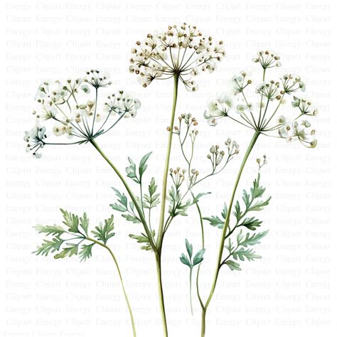 Cow Parsley Clipart | 5 High Quality Jpg's | Digital Download