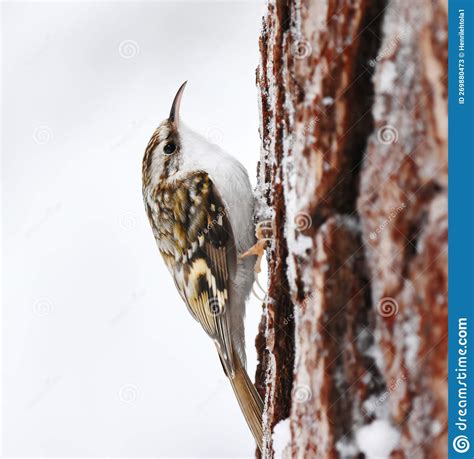 Eurasian Treecreeper Or Common Treecreeper Certhia Familiaris