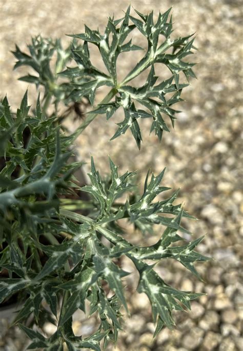eryngium bourgatii picos amethyst pan global plants