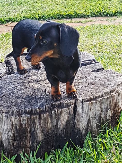 Miniature dachshund 03 Free Photo Download | FreeImages