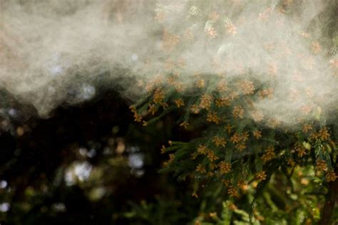 Cedar Tree Pollen Stock Photos, Pictures & Royalty-Free Images - iStock