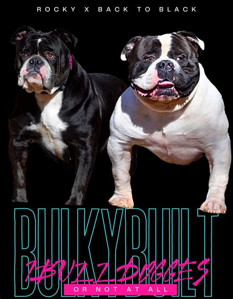 How To Find A Reputable Breeder For An English Bulldog Iowa To Bring A New Puppy Home 6