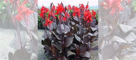 Канны купить в Пскове | Товары для дома и дачи | Авито