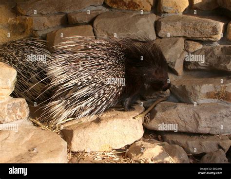 Indian Crested Porcupine Hystrix Indica Stock Photo Alamy