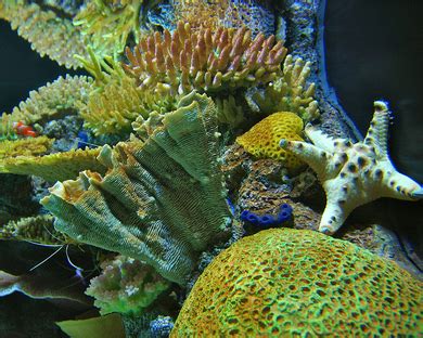 plants coral reef