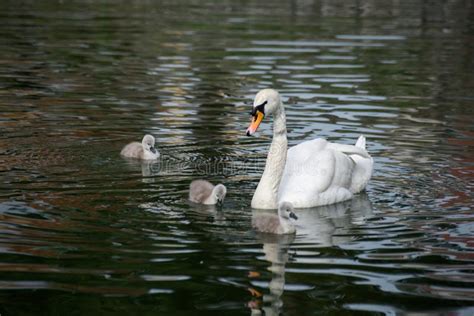 Family Swan with Mother and Babies Swimming in the Water Stock Image ...