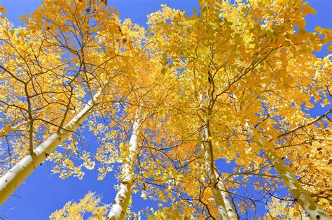 Fall in Flagstaff, Arizona - seasons in the desert?