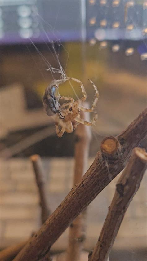 My Cat faced Orb Weaver Spider : r/spiders