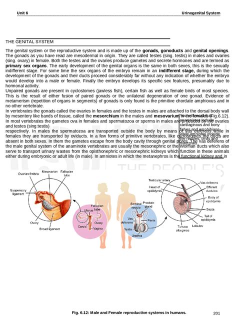 EXPLAIN ABOUT SUCCESSION OF KIDNEY | Study notes Zoology | Docsity