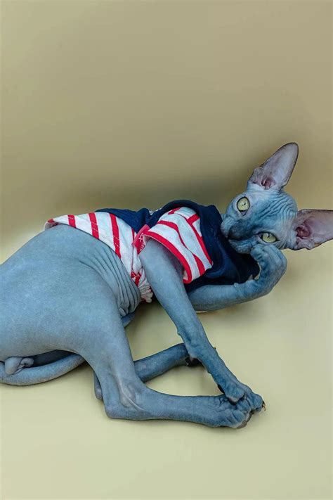 Meet Gary: Your Lovable Hairless Sphynx Kitten
