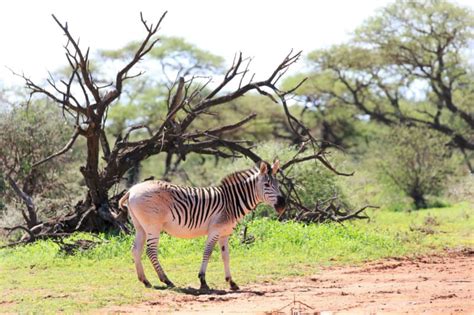 Why Did The Quagga Go Extinct?