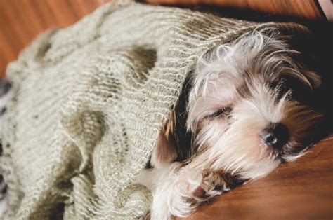 Secure Your Fur Babies' Health and Happiness with BDO Insure's Pet ...