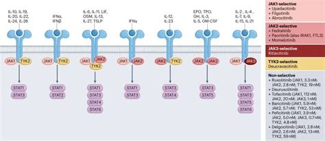 癌症免疫治疗新突破：jak抑制剂联合pd 1如何逆转耐药？nature综述深度解析与购药指南 Medfind
