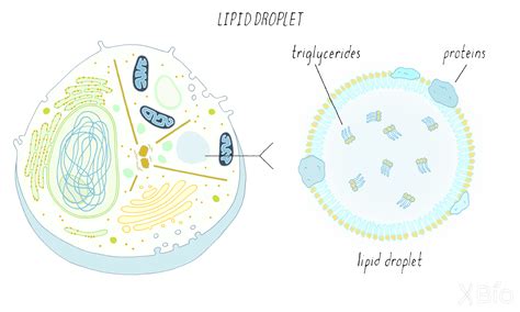 Which Of These Has Membrane Bounds Organelles 3