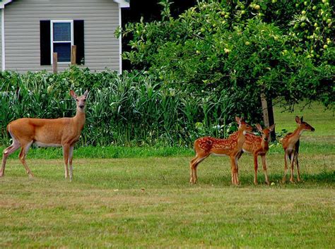Mama Doe Days: Cool Whip Cookies!