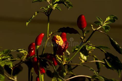 Close Up Of Small Red Hot Chili Peppers Capsicum Frutescens Stock
