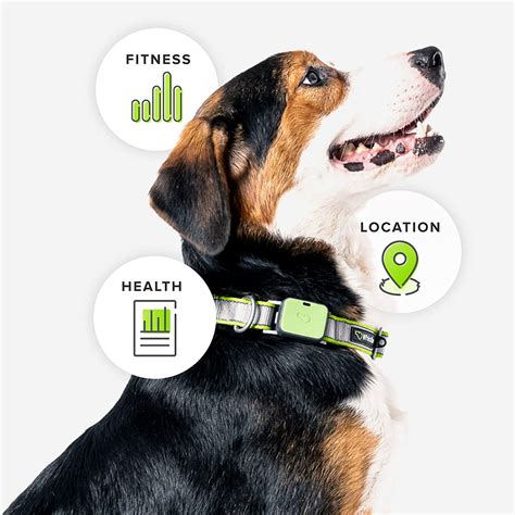 Smart Collars For Endangered Species at Edna Weiss blog