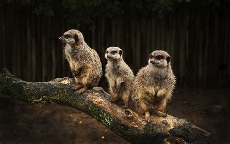meerkat family tree