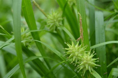 Mt. Cuba Center | Carex grayi (Gray’s sedge) - Mt. Cuba Center