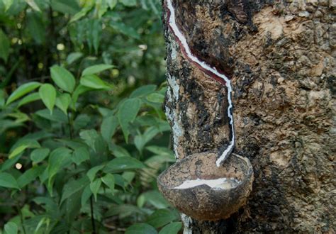 O Que Significa Látex - ¿De dónde procede y para qué se utiliza el látex?