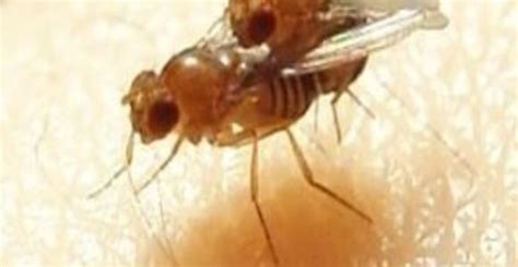 Sleep Vs Sex How To Settle The Debate BioTechniques