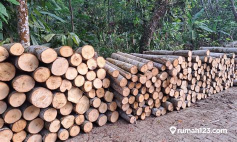 mengenal kayu pohon jabon  manfaatnya