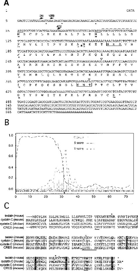 Figure From Testatin A Cystatin Related Gene Expressed During Early