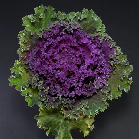 ornamental kale brassica oleracea var acephala